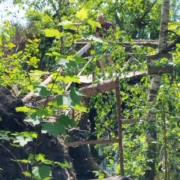 8 Vogelbeobachtung
